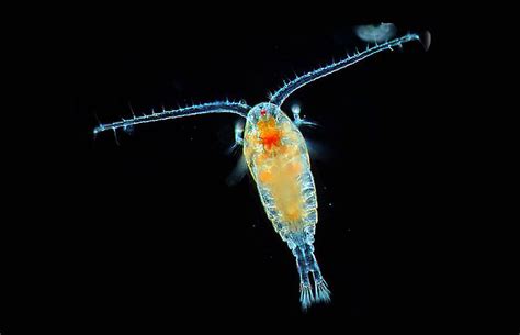 planktons real name|plankton personality.